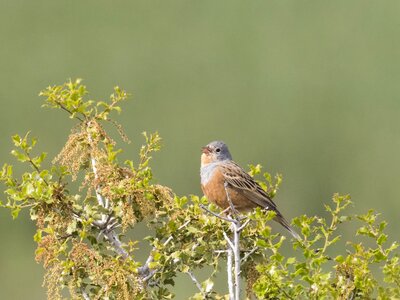 Cretzschmar's bunting Emberiza Caesia bird perched on branch