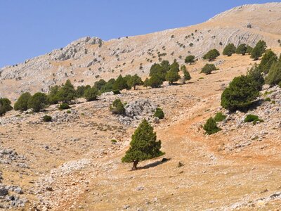 Mountainous walking route with green trees dotted along mountainside slope, between Barla and Dikmen Çiftliği on St Paul Trail, Turkey