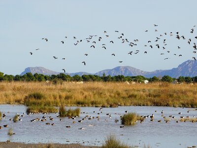 Wetland birds flying from water at Natural Park of S´Albufera des Grau,, Menorca, Spain