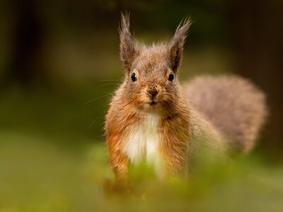Red Squirrel Lake District