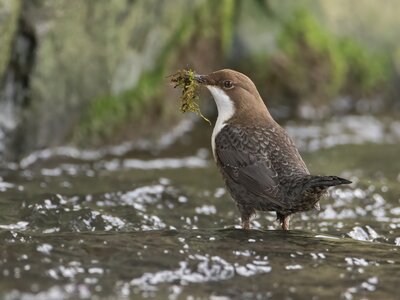 Dipper bird, Lake District