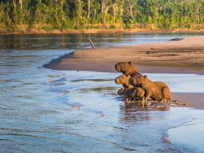 Family of Capybara huddled on the shores of the Amazon rainforest next to body of water, Peru