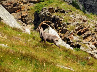 Male Ibex on the slopes of Egginer above Saas-Algmagell