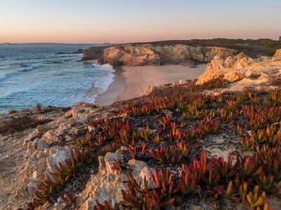 Sunset at beach with rocks and wildflowers in Porto Covo in Alentejo, Portugal