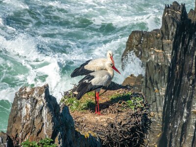 Closeup of stork couple on nest by cliff coastal edge with foaming turquoise waves in background, Alentejo, Portugal