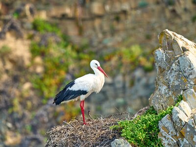 White stork, nesting in rocky cliffs, western Atlantic coast of Portugal, Europe