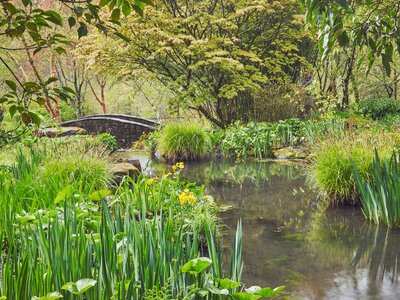 Shady plant-lined stream runs through the heart of the garden, RHS Rosemoor Garden, Devon, England