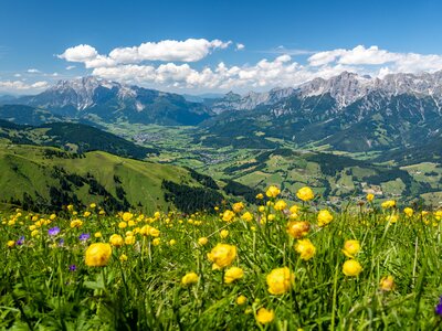 Yellow flower meadow with a panoramic view of Maria Alm and Saalfelden, Salzburg, Austria