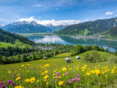 Idyllic summer landscape with a flower meadow, snowy mountains and a blue lake, Zell am See, Pinzgau, Salzburger Land, Austria, Europe