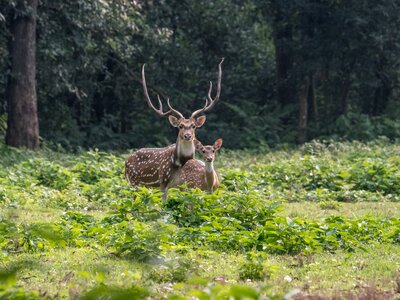 Spotted deer couple at Chitwan national park