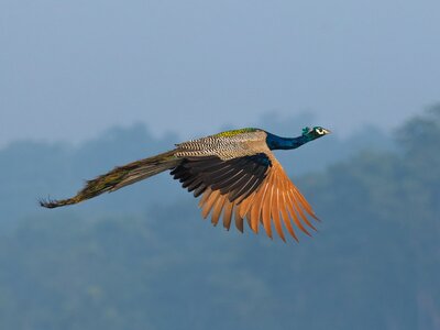 Indian Peafowl in flight, Chitwan National Park, Nepal