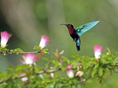 Purple-throated Carib (Eulampis jugularis) adult hovering at flower, St Lucia