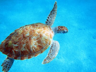 Sea Turtle in Barbados with bright blue waters