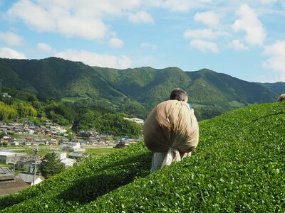 Wazuka Village, Japan