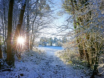 Painswick Beacon lens flare streaming through the trees, The Cotswolds, Gloucestershire, UK