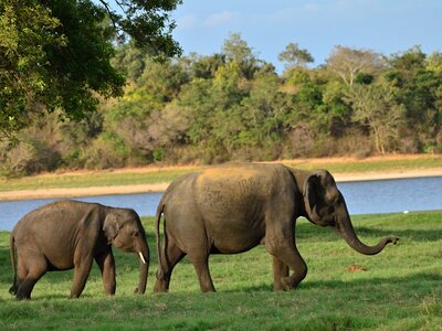 Two elephants in Minneriya National Park, Sri Lanka