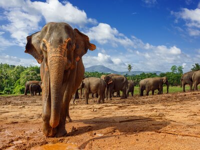 Close up portrait of elephant in Sri Lanka