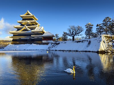 Matsumoto Castle in winter covered in snow with swan swimming in moat towards golden sunlight, Japan.jpg