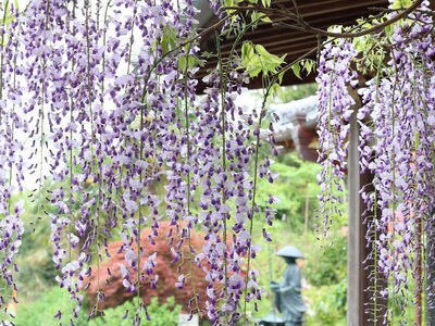 Kamiyama town's purple wisteria flowers hanging near traditional Japanese house roof with green Japanese statue in distance, Kamiyama, Japan