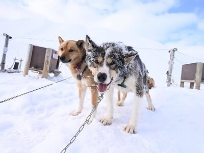 Huskies in Svalbard on an expedition