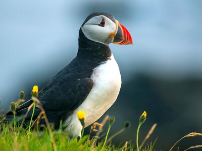 Puffin bird sitting on the grass of the island Heimaey. Vestmannaeyjar Archipelago. Iceland
