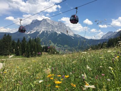 Austria wildflowers beneath cablecars