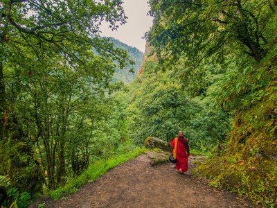 Forest path walked by buddhist monk on the way to Chagri Dorjeden Monastery (or Cheri Monastery), Bhutan