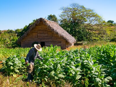 Tobacco farmer at harvest in Vinales valley, Cuba