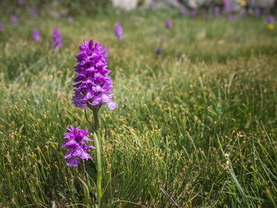 Early Purple Orchid Wild Flower (Orchis mascula) in a Grassy Meadow, Andorra