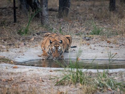 Wild male bengal tiger drinking water from waterhole in evening at Satpura tiger reserve, madhya pradesh, india