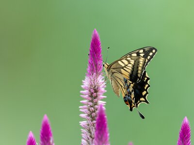 A swallowtail butterfly sucking nectar from a purple flower