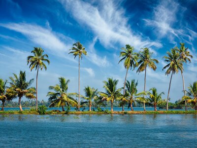 Palm trees at Kerala backwaters, Allepey Alappuzha, Kerala, India
