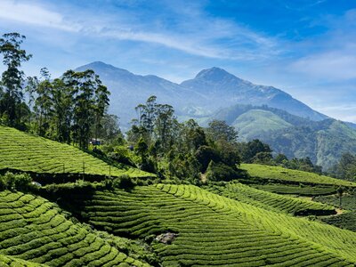 Tea plantation in the hills of Munnar on a bright sunny day, Munnar, Kerala, India