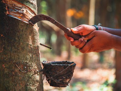 Close up of hands wielding tool and rubber tapping a rubber tree