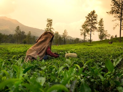 Worker picking tea leaves in tea plantation, Wayanad, Kerala