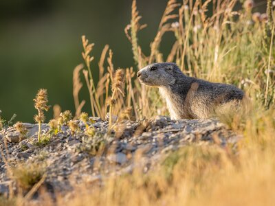 Marmot standing out of the hole by rock and tall grass with sunlight casted over softly