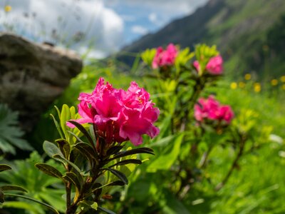 A flowering rusty leaved pink alpenrose flower (Rhododendron ferrugineum) in mountain range