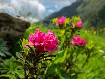 A flowering rusty leaved pink alpenrose flower (Rhododendron ferrugineum) in mountain range