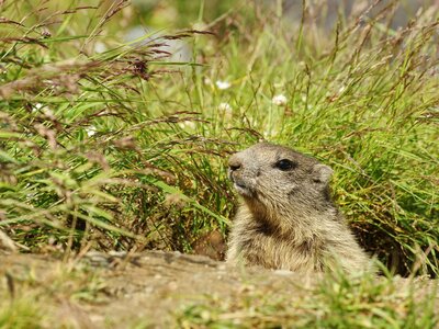 Marmot in the valley of Saas-Fee in the Swiss Alps, Switzerland