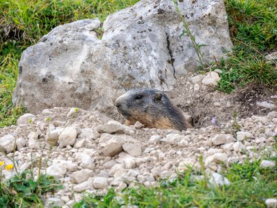 Groundhog marmot outside hole nest in dolomites mountain range, Italy