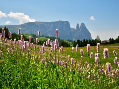 Flowering Meadows in The Mountains, Dolomites, Italy