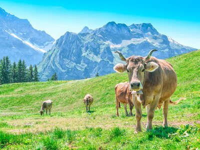 Alpine cows grazing on green grassy hills in Switzerland