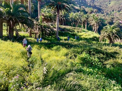 Walking group trekking through tall grassland amongst palm trees in La Gomera