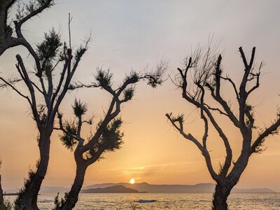 sunset framed by trees