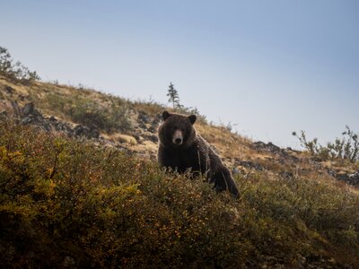 Photo of a grizzly bear in Yukon Canada