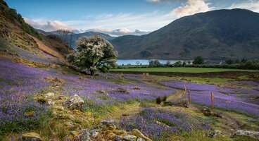 Lake District Wildflower Trail