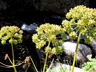Angelica - wild celery