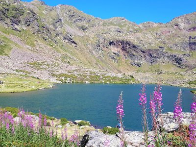 Tristaina Lakes with pink flowers Rosebay willowherb Chamerion Angustifolum (Epilobi angustifoli) growing tall in foreground, Andorra