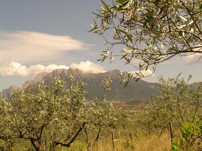 Olive tree farm with large mountain in background on sunny day, Sardinia