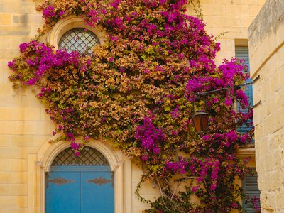 Closeup of traditional house entrance with beautiful purple vegetations growing on wall above door and partly covering window, Mdina, Malta, Europe